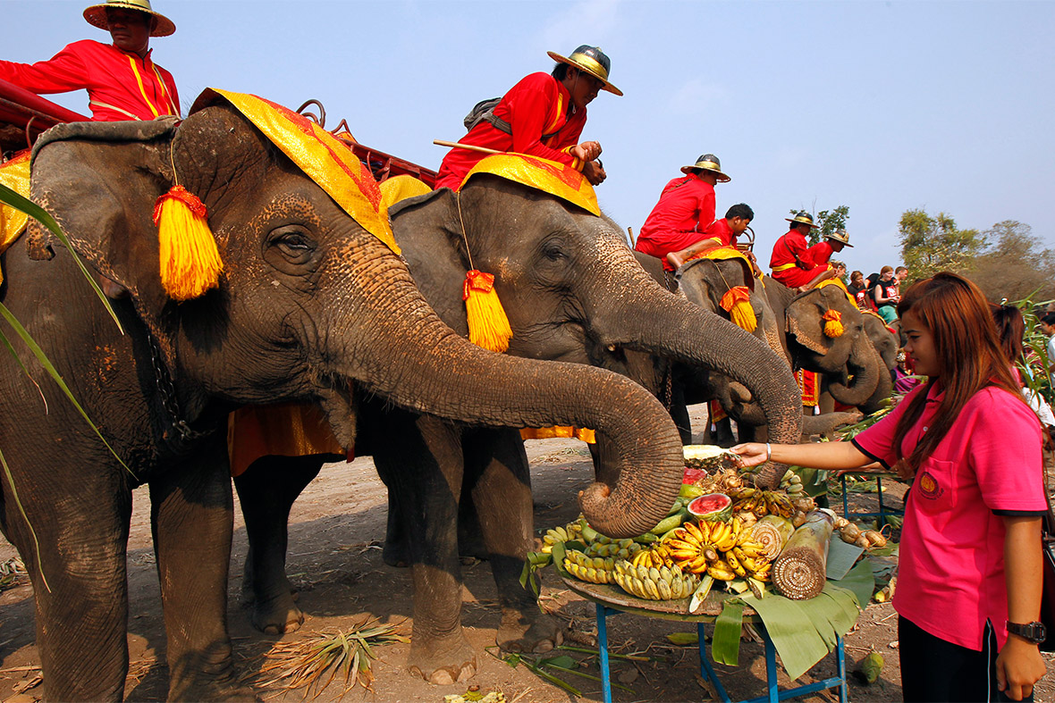 13 марта - День тайского слона!